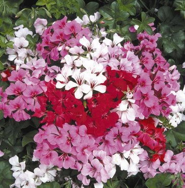 Пеларгония плющелистная ампельная (Pelargonium peltatum)