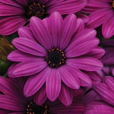 Остеоспермум Эклона (Osteospermum ecklonis)