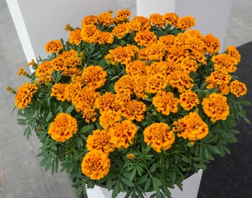 Бархатцы отклоненные (Tagetes patula) Бархатцы отклоненные (Tagetes patula)