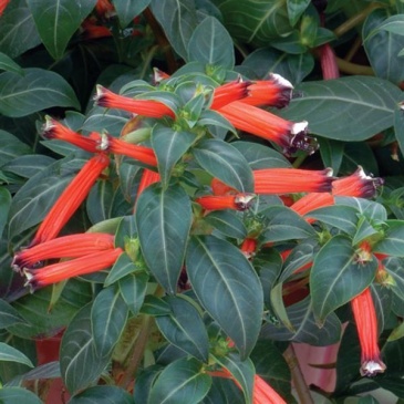 Куфея огненно-красная (Cuphea ignea)