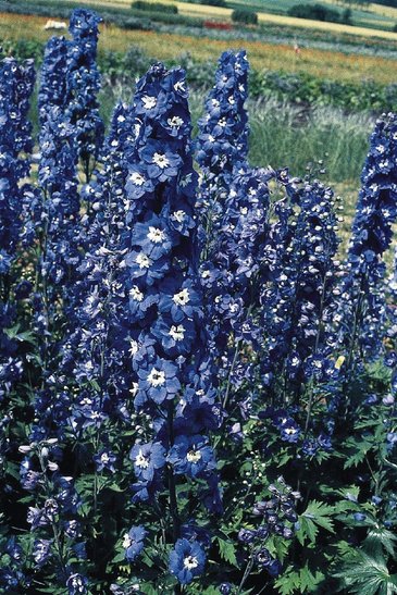 Дельфиниум гибридный (Delphinium hybrida)