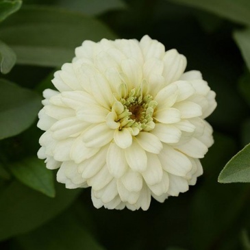 Цинния мариландская (Zinnia marylandica)
