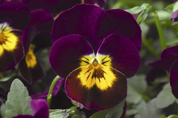 Виола рогатая (Viola cornuta)