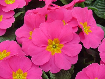 Примула бесстебельная (Primula acaulis)