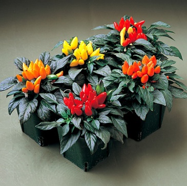 Перец летний (Capsicum annuum)