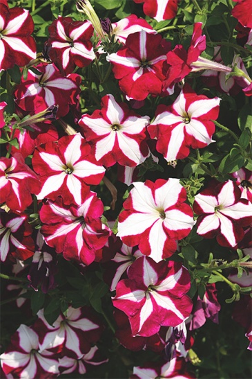 Петуния ампельная гибридная (Petunia x hybrida)