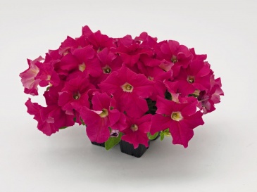 Петуния крупноцветковая (Petunia grandiflora)