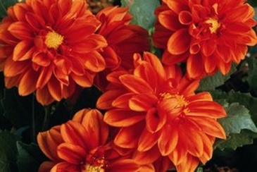 Георгина изменчивая (Dahlia variabilis)