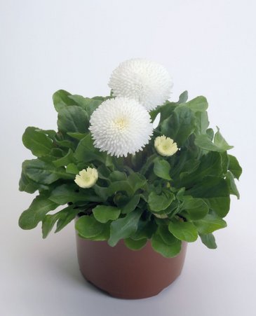 Маргаритка многолетняя (Bellis perennis)