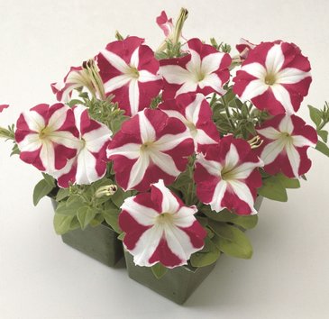 Петуния многоцветковая (Petunia multiflora)