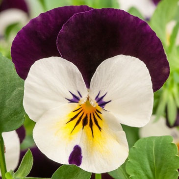 Виола рогатая (Viola cornuta)