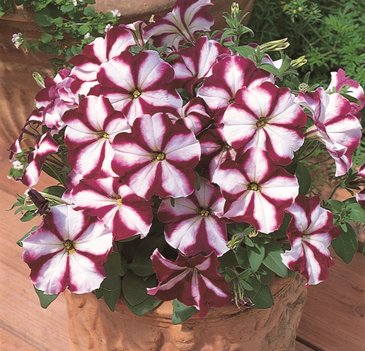 Петуния многоцветковая (Petunia multiflora)