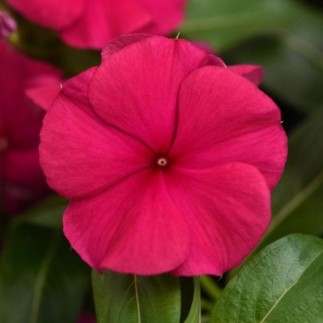 Катарантус розовый (Vinca rosea)