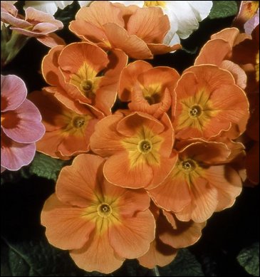 Примула полиантовая (многоцветковая) (Primula polyanthus)