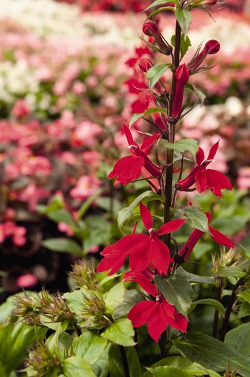 Лобелия прекрасная (Lobelia speciosa)