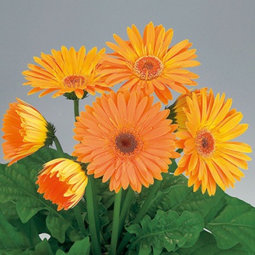 Гербера Джемсона (Gerbera jamesonii)