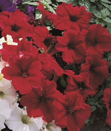 Петуния многоцветковая (Petunia multiflora)