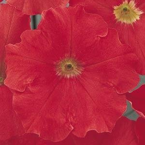 Петуния многоцветковая (Petunia multiflora)