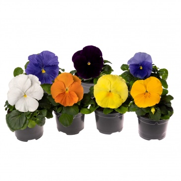 Виола Виттрока (Viola wittrockiana)