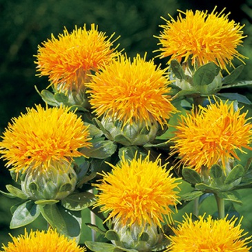 Сафлор красильный (Carthamus tinctorius)