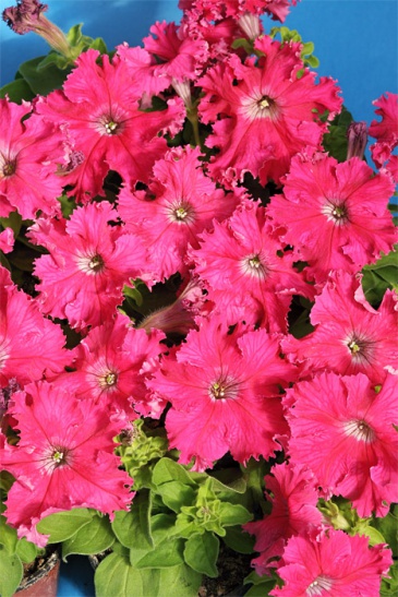 Петуния крупноцветковая (Чехия) бахромчатая (Petunia grandiflora)