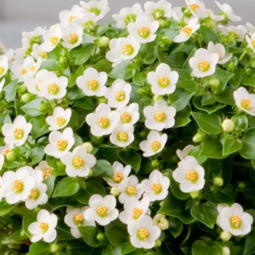Экзакум (Exacum affine)