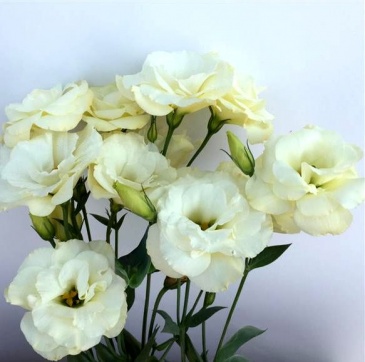 Лизиантус (Эустома) крупноцветковый (Lisianthus grandiflorum)