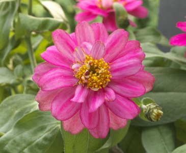Цинния изящная (Zinnia elegans)