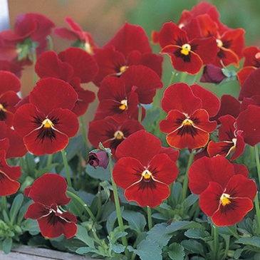 Виола рогатая (Viola cornuta)