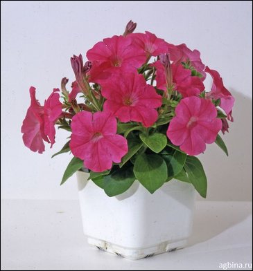 Петуния мелкоцветковая (Petunia milliflora)