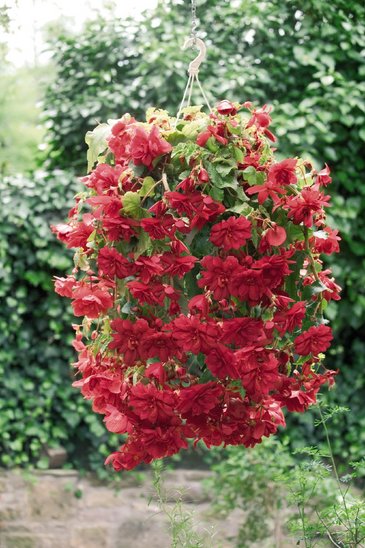 Бегония клубневая махровая ампельная (Begonia tuberhybrida)