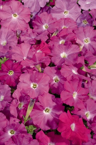 Петуния многоцветковая (Petunia multiflora)