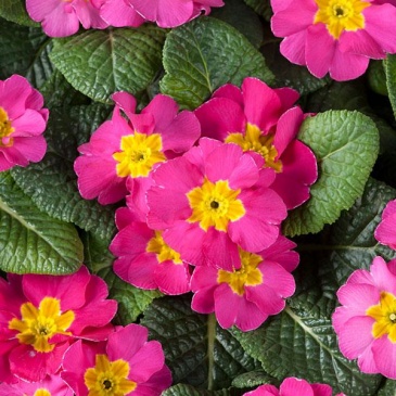 Примула бесстебельная (Primula acaulis) Примула бесстебельная (Primula acaulis)