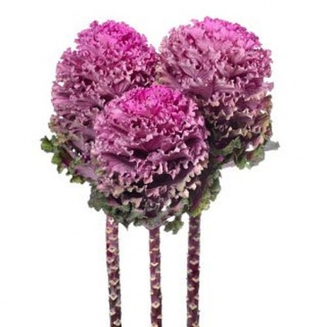 Декоративная капуста (Brassica oleracea)