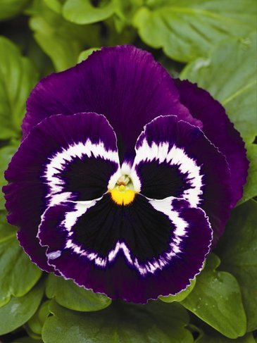 Виола Виттрока (Viola wittrockiana)
