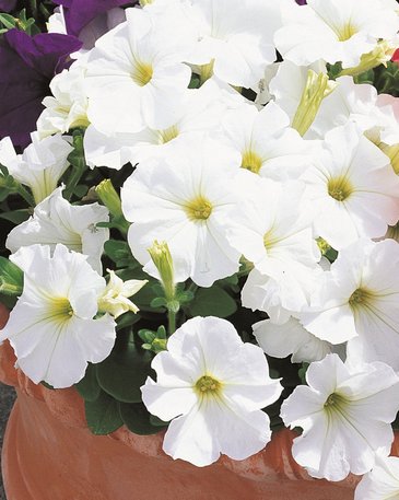 Петуния многоцветковая (Petunia multiflora)