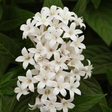 Пентас ланцетовидный (Pentas lanceolata)