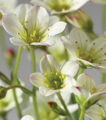 Камнеломка Арендса (Saxifraga arendsii)