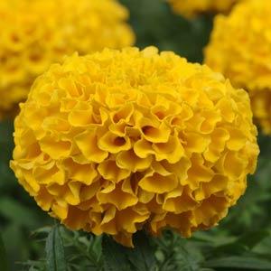 Бархатцы прямостоячие (Tagetes erecta)