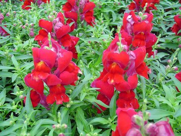 Львиный зев (Антирринум) большой (Antirrhinum majus)