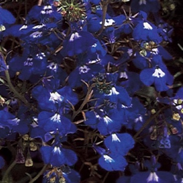 Лобелия ежевидная ампельная (Lobelia erinus)