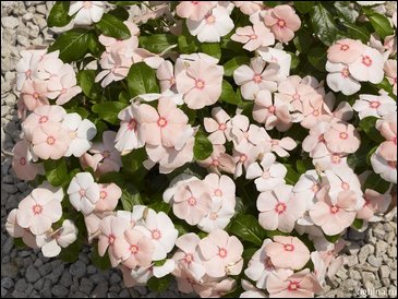 Катарантус розовый (Vinca rosea)