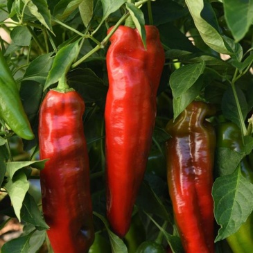 Перец летний (Capsicum annuum)