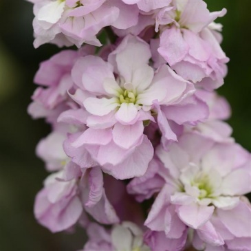 Левкой седой (Matthiola incana)