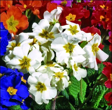 Примула полиантовая (многоцветковая) (Primula polyanthus)