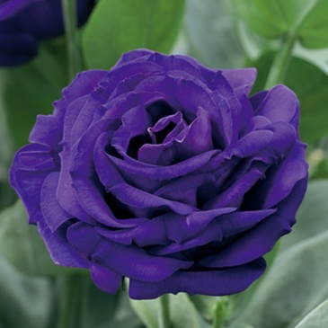 Лизиантус (Эустома) крупноцветковый (Lisianthus grandiflorum)