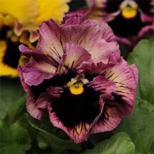 Виола виттрока махровая (Viola wittrockiana)