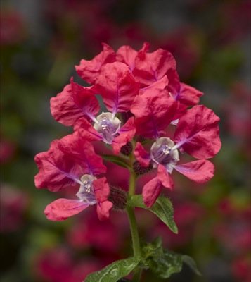 Куфея Ллавея (Cuphea llavea)