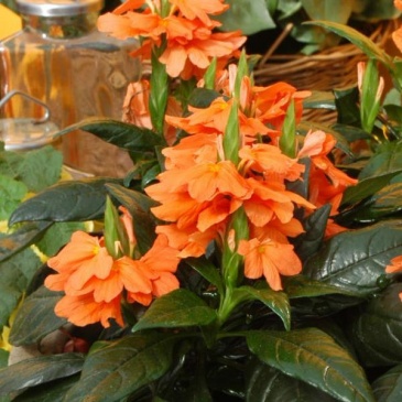 Кроссандра воронковидная (Crossandra infundibuliformis)