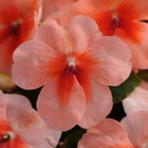 Бальзамин Уоллера (Impatiens walleriana)